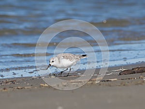 Charadrius alexandrinus on the shoreline