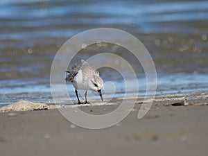 Charadrius alexandrinus on the shoreline