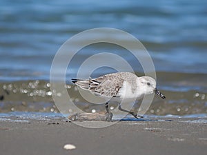 Charadrius alexandrinus on the shoreline