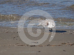 Charadrius alexandrinus on the shoreline