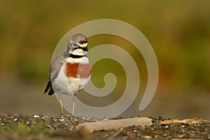 Charadrius bicinctus - Banded dotterel - tuturiwhatu on the beach