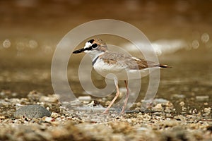 Charadrius collaris - Collared Plover small shorebird in the plover family, Charadriidae, lives along coasts and riverbanks of the
