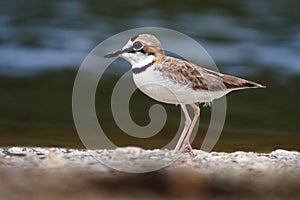 Charadrius collaris - Collared Plover small shorebird in the plover family, Charadriidae, lives along coasts and riverbanks of the