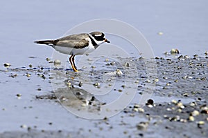 Charadrius dubius - El chorlitejo chico es una especie de ave Charadriiforme de la familia Charadriidae