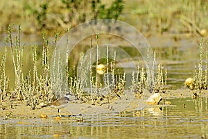 Charadrius dubius - El chorlitejo chico es una especie de ave Charadriiforme de la familia Charadriidae