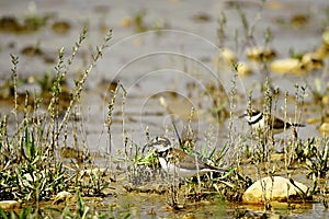 Charadrius dubius - El chorlitejo chico es una especie de ave Charadriiforme de la familia Charadriidae