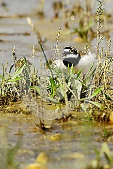 Charadrius dubius - El chorlitejo chico es una especie de ave Charadriiforme de la familia Charadriidae