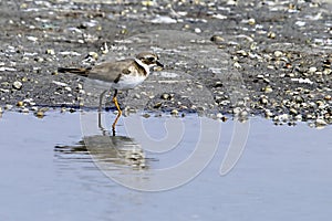 Charadrius dubius - El chorlitejo chico es una especie de ave Charadriiforme de la familia Charadriidae