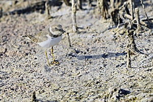 Charadrius dubius - El chorlitejo chico es una especie de ave Charadriiforme de la familia Charadriidae