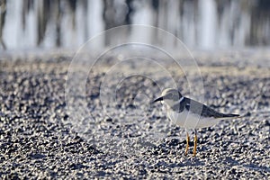 Charadrius dubius - El chorlitejo chico es una especie de ave Charadriiforme de la familia Charadriidae