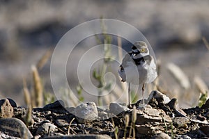 Charadrius dubius - El chorlitejo chico es una especie de ave Charadriiforme de la familia Charadriidae