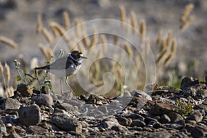 Charadrius dubius - El chorlitejo chico es una especie de ave Charadriiforme de la familia Charadriidae