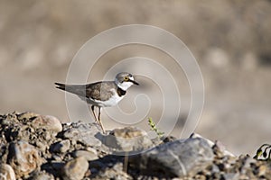 Charadrius dubius - El chorlitejo chico es una especie de ave Charadriiforme de la familia Charadriidae