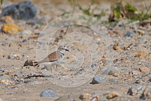 Charadrius dubius - El chorlitejo chico es una especie de ave Charadriiforme de la familia Charadriidae