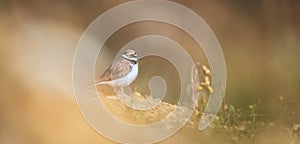 Charadrius dubius little ringed plover in natural habitat photo