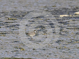 Charadrius dubiusï¼ˆacademic nameï¼‰on the edge of the lake