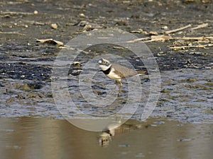 Charadrius dubiusï¼ˆacademic nameï¼‰on the edge of the lake