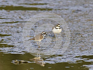 Charadrius dubiusï¼ˆacademic nameï¼‰on the edge of the lake