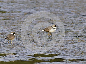 Charadrius dubiusï¼ˆacademic nameï¼‰on the edge of the lake