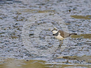 Charadrius dubiusï¼ˆacademic nameï¼‰on the edge of the lake