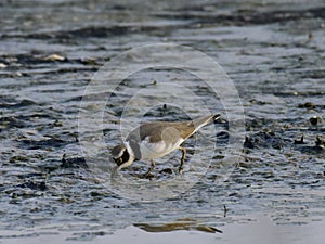 Charadrius dubiusï¼ˆacademic nameï¼‰on the edge of the lake