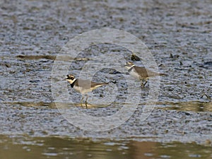 Charadrius dubiusï¼ˆacademic nameï¼‰on the edge of the lake