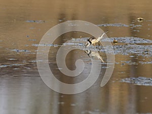 Charadrius dubiusï¼ˆacademic nameï¼‰on the edge of the lake