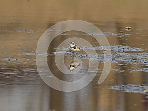 Charadrius dubiusï¼ˆacademic nameï¼‰on the edge of the lake