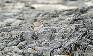 Charadrius hiaticula, the common ringed plover