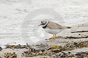 Charadrius hiaticula, the common ringed plover