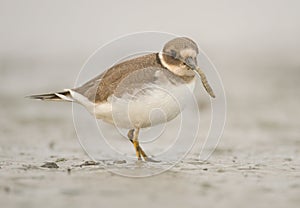 Charadrius hiaticula