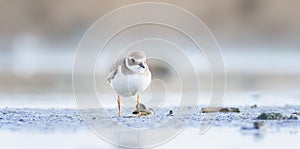 Charadrius hiaticula a sand plover is looking for food on the shore of a pond