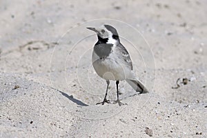 Charadrius hiaticula. White Wagtail close up in Siberia