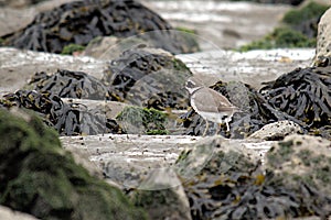 Charadrius perching on rock