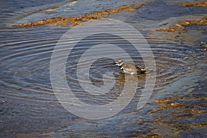 Killdeer Takes A Splashy Bath In Shallow Water photo