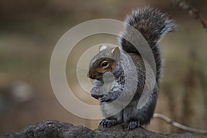 Charasmatic Grey Squirrel