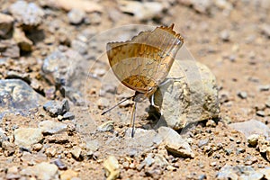 Charaxes bernardus hierax Common Tawny Rajah ground habitat in Ban Krang Camp, Kaeng Krachan National Park at Thailand