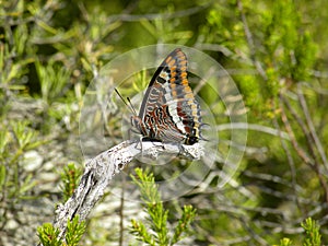 Charaxes jasius, a butterfly of family nymphalidae