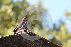 Charaxes jasius butterfly. National park of the Cinque Terre. Liguria. Italy