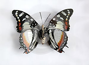 Bellissimo gigante farfalla 