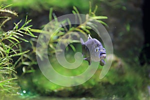 Charco Palma Pupfish
