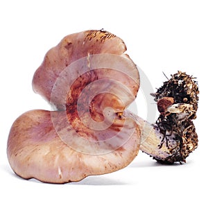 Charcoal burner mushroom