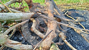 charcoal from the burning of cassava trees