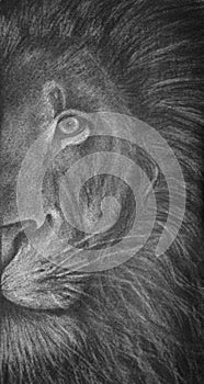 Charcoal drawing of half-head of a lion, portrait of wild animal in black and white, feline