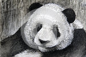 Charcoal drawing panda