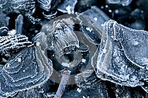 Charcoal in frost background. Frozen coal texture.Heating season.First frosts and colds.coal in hoarfrost close-up