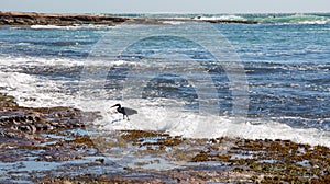 Charcoal Grey Heron at Jake's Point