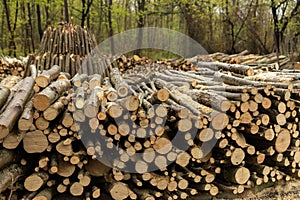 Charcoal making in the forests of Istanbul