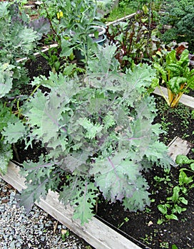 Chard and curly and red Russian kale plants.