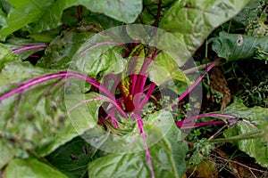 Chard in an ecological garden, protected by cosmos and other plants